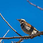 Image result for Turdus eunomus