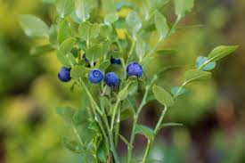Attēlu rezultāti vaicājumam “Vaccinium myrtillus leaf”