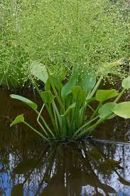 Attēlu rezultāti vaicājumam “Alisma plantago-aquatica fruit”