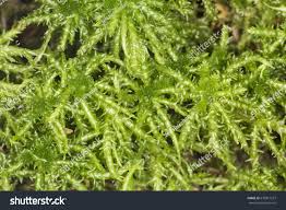 Attēlu rezultāti vaicājumam “Sphagnum squarrosum”