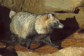 Attēlu rezultāti vaicājumam “Nyctereutes procyonoides”