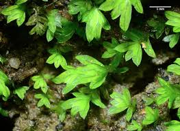 Attēlu rezultāti vaicājumam “Fissidens bryoides”