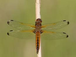 Attēlu rezultāti vaicājumam “Libellula fulva male”