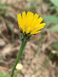 Attēlu rezultāti vaicājumam “Hypochaeris radicata”