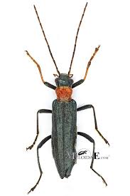 Attēlu rezultāti vaicājumam “Oedemera croceicollis”