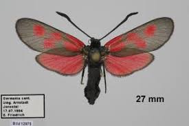 Attēlu rezultāti vaicājumam “Zygaena viciae”