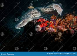 Image result for Poroderma pantherinum