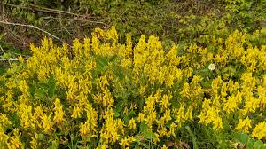 Image result for Genista tinctoria