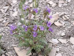 Image result for Phacelia