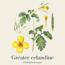 Image result for Chelidonium majus