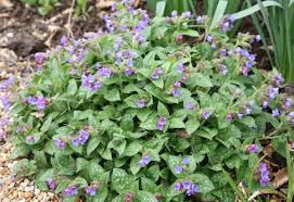 Attēlu rezultāti vaicājumam “Pulmonaria saccharata leaf”