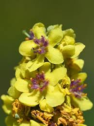 Image result for Verbascum nigrum