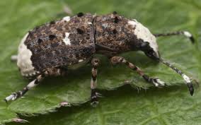 Attēlu rezultāti vaicājumam “Platystomos albinus”