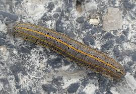 Attēlu rezultāti vaicājumam “Cryptocala chardinyi”