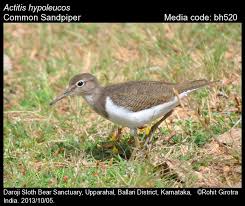 Attēlu rezultāti vaicājumam “Actitis hypoleucos”