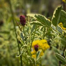 Image result for Sanguisorba minor