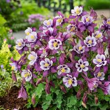 Image result for Aquilegia caerulea