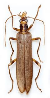 Attēlu rezultāti vaicājumam “Oedemera femorata”