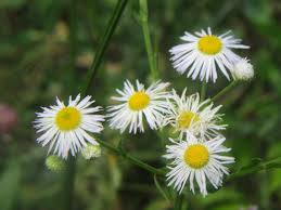 Attēlu rezultāti vaicājumam “Erigeron annuus flower”
