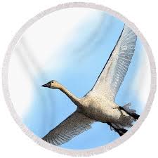 Attēlu rezultāti vaicājumam “Cygnus columbianus”