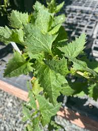Attēlu rezultāti vaicājumam “Chenopodium acerifolium leaf”