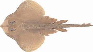 Image result for Raja straeleni