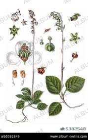 Attēlu rezultāti vaicājumam “Pyrola minor”