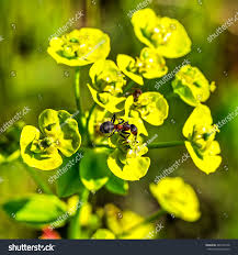 Attēlu rezultāti vaicājumam “Euphorbia virgata flower”