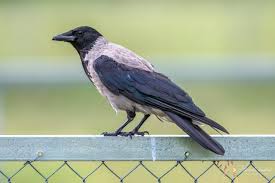 Attēlu rezultāti vaicājumam “Corvus cornix adult”