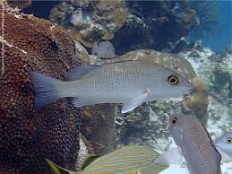 Image result for Lutjanus griseus