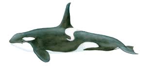 Image result for Orcinus orca