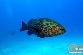 Image result for Epinephelus itajara