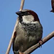 Attēlu rezultāti vaicājumam “Passer domesticus”