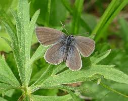Attēlu rezultāti vaicājumam “Cupido minimus underside”