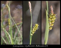 Attēlu rezultāti vaicājumam “Carex panicea fruit”