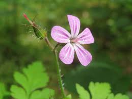 Attēlu rezultāti vaicājumam “Geranium robertianum leaf”