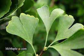 Attēlu rezultāti vaicājumam “Ginkgo biloba leaf”