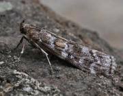 Attēlu rezultāti vaicājumam “Dioryctria abietella”