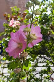 Attēlu rezultāti vaicājumam “Malvaceae”