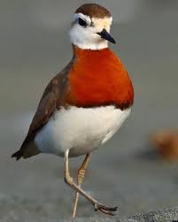 Image result for Charadrius asiaticus