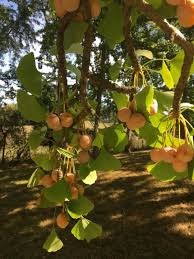 Attēlu rezultāti vaicājumam “Ginkgo biloba fruit”