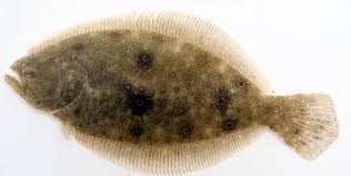 Image result for Paralichthys dentatus