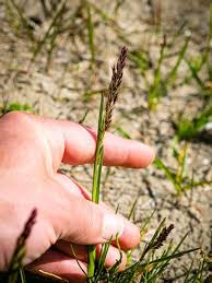 Attēlu rezultāti vaicājumam “Poa pratensis fruit”