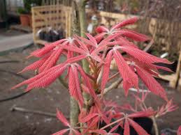 Attēlu rezultāti vaicājumam “Aesculus x neglecta”