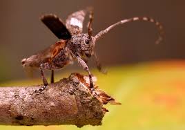 Attēlu rezultāti vaicājumam “Leptophlebia nebulosa”