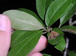 Attēlu rezultāti vaicājumam “Lycogala botrydium sessile”