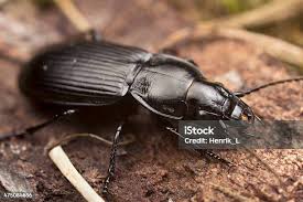 Attēlu rezultāti vaicājumam “Pterostichus melanarius”