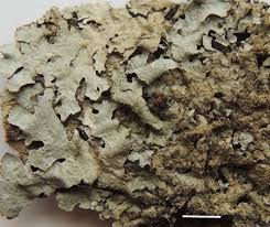 Attēlu rezultāti vaicājumam “Parmelia serrana”