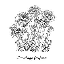 Attēlu rezultāti vaicājumam “Tussilago farfara bud”