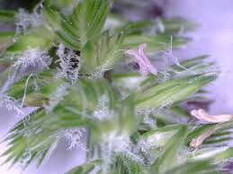 Attēlu rezultāti vaicājumam “Cynosurus cristatus flower”